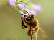 黑科技一键呼叫轰炸